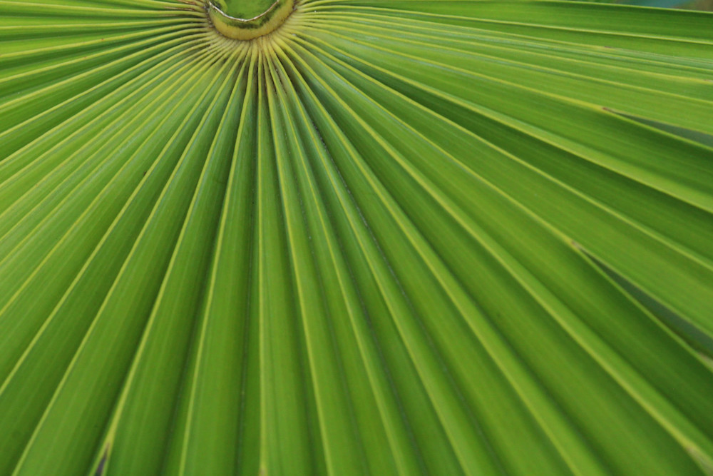 Palm Sunday