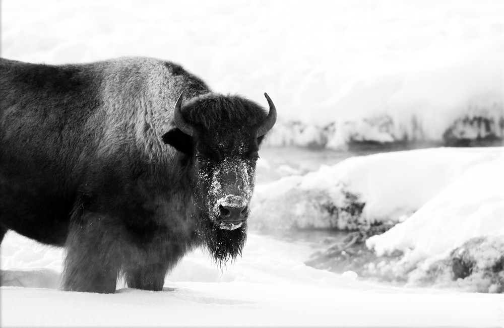 Winter Yellowstone Bison BW