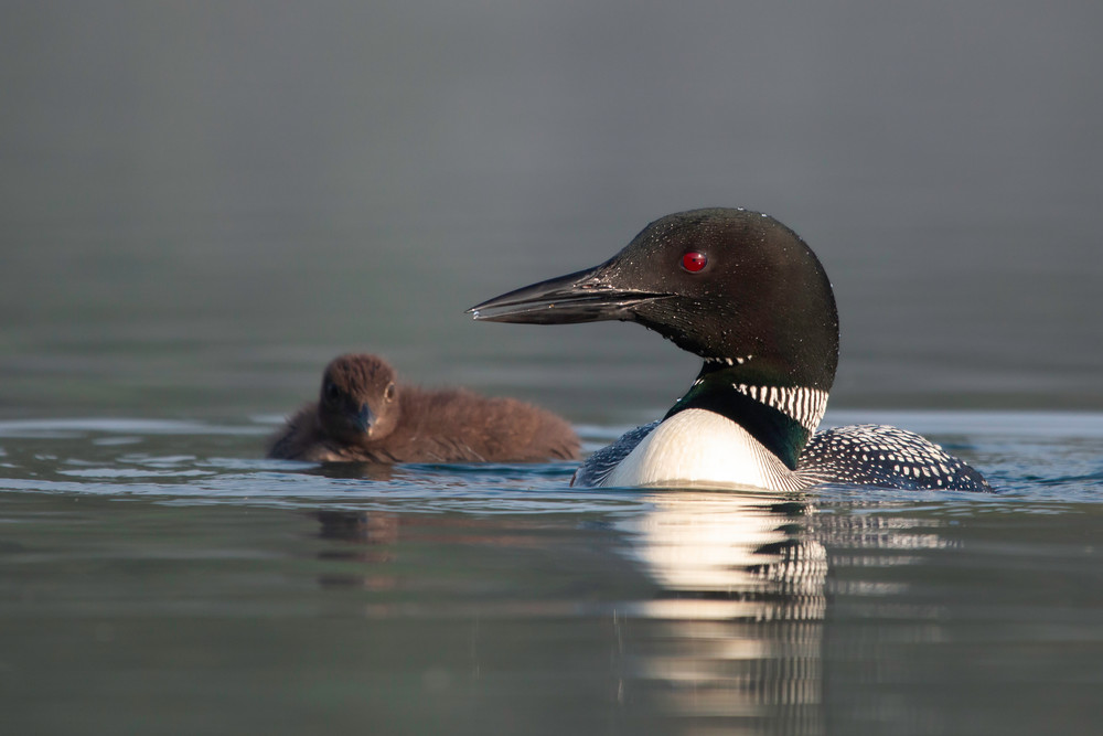 Common loon and baby