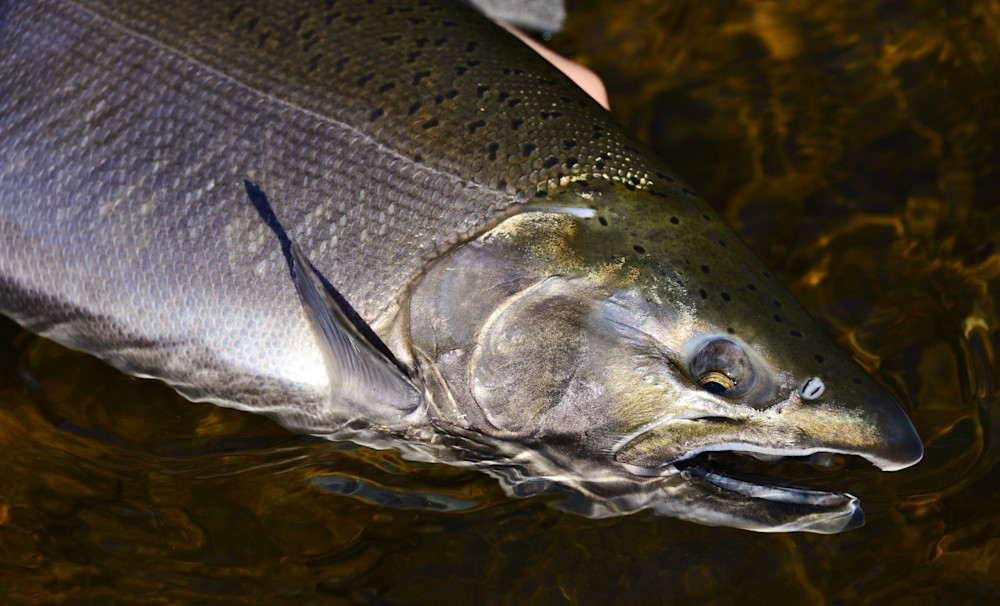 Male Coho Salmon From Ny Photography Art | Fly Fishing Portraits