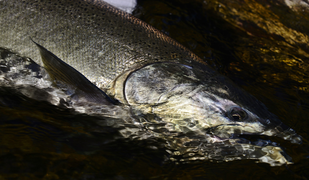Chinook Salmon From Ny Photography Art | Fly Fishing Portraits