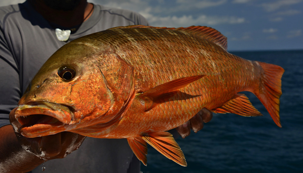Yellow Snapper Portrait Photography Art | Fly Fishing Portraits