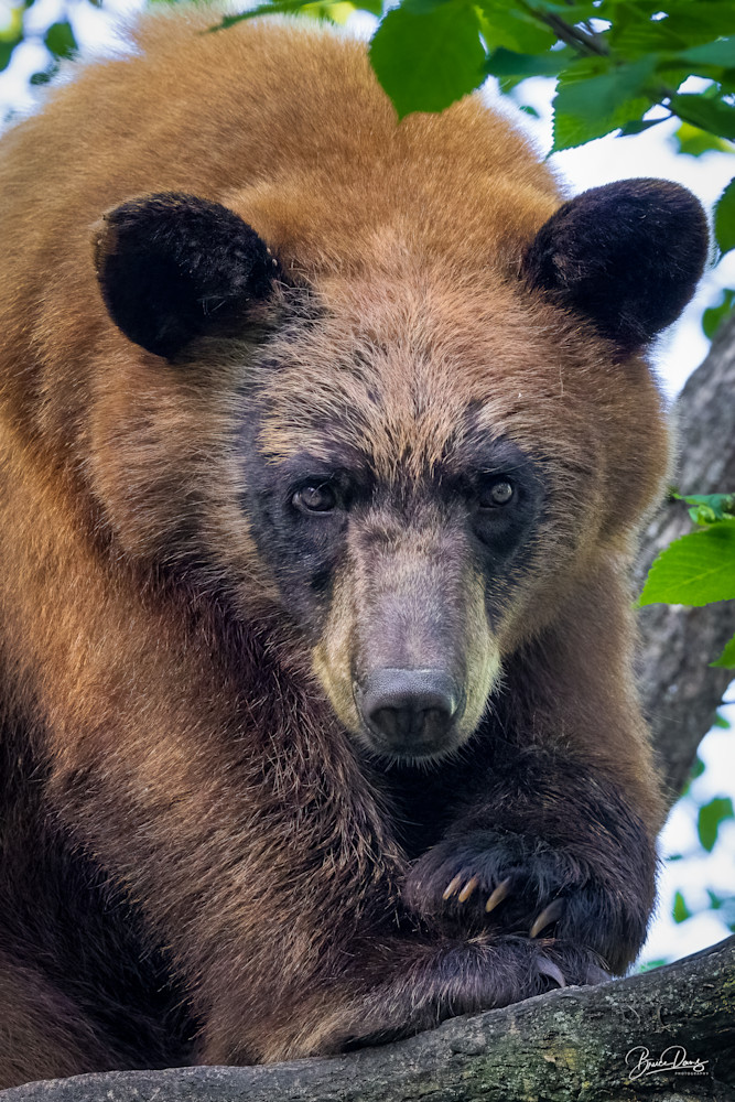 Portrait of a young Black Bear