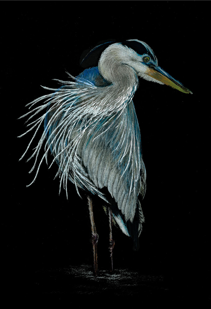 Heron On Black Art | Nature Art by Linda Estill