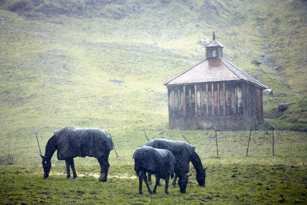 Horses in Samuel P. Taylor Park, West Marin