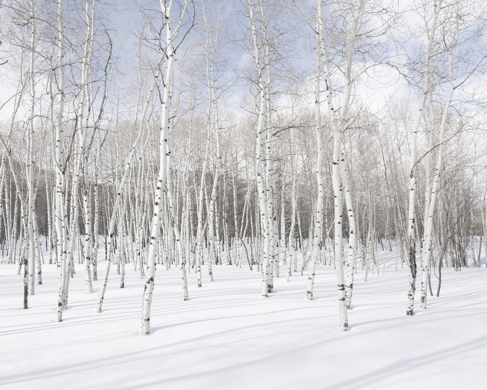 A fine art photograph of aspen trees in the snow on a bluebird day by Mia DelCasino.