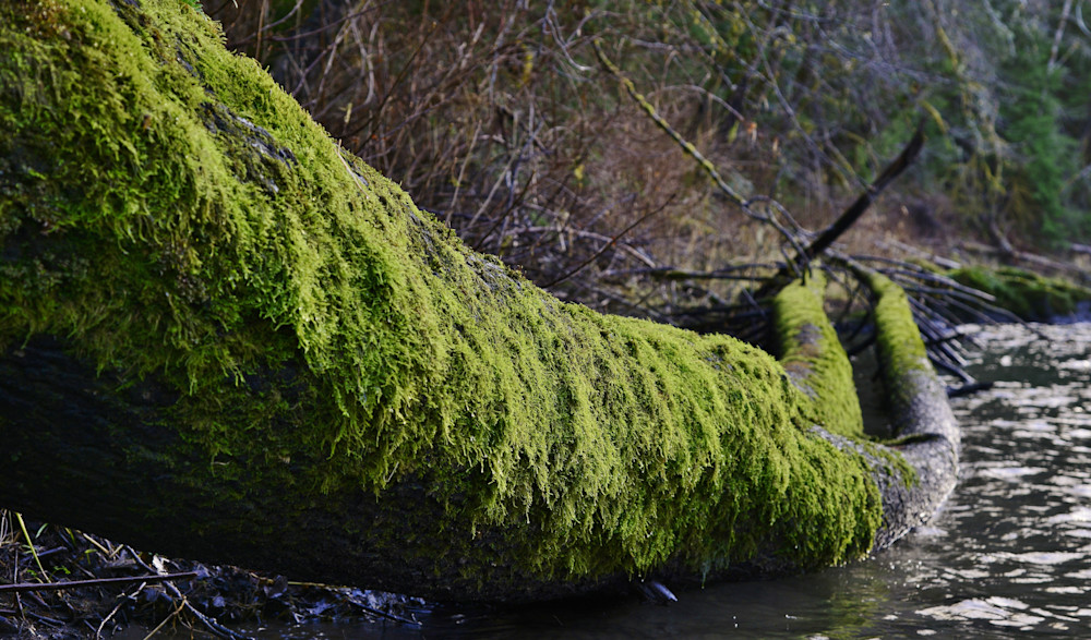 The Moss Covering Trees On The Sol Duc River In Forks Wa Photography Art | Fly Fishing Portraits