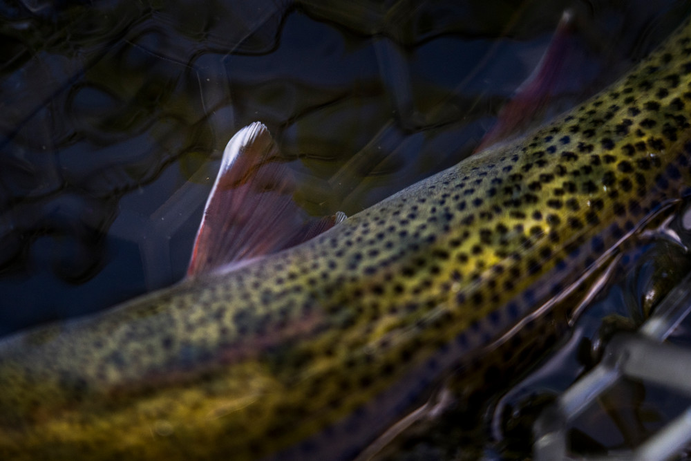 Creek Gem Photography Art | Emerald Water Anglers