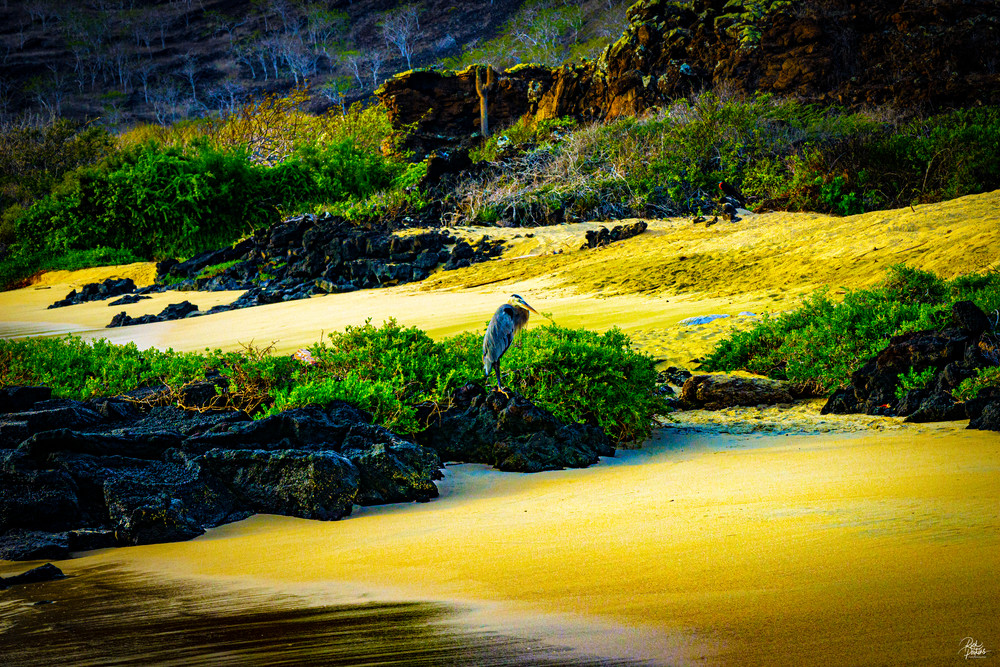 Galapagos Beach Photography Art | Rick Perkins Photography