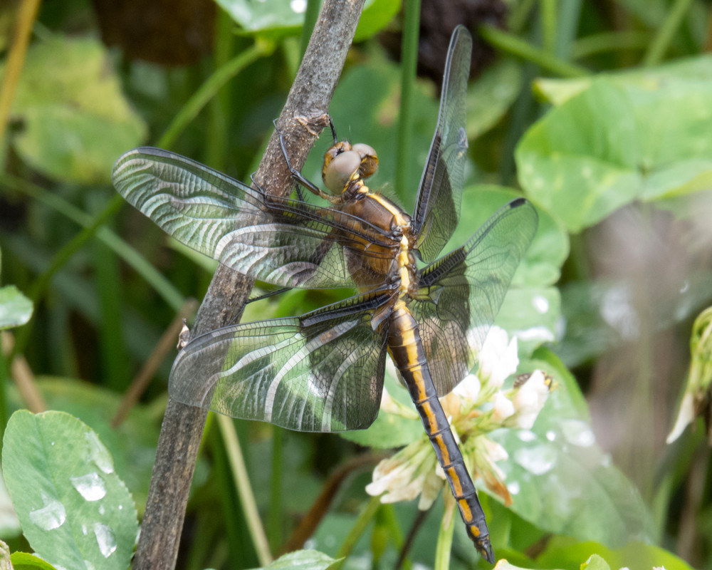 Dragonfly Photography Art | Nature is Fine Art