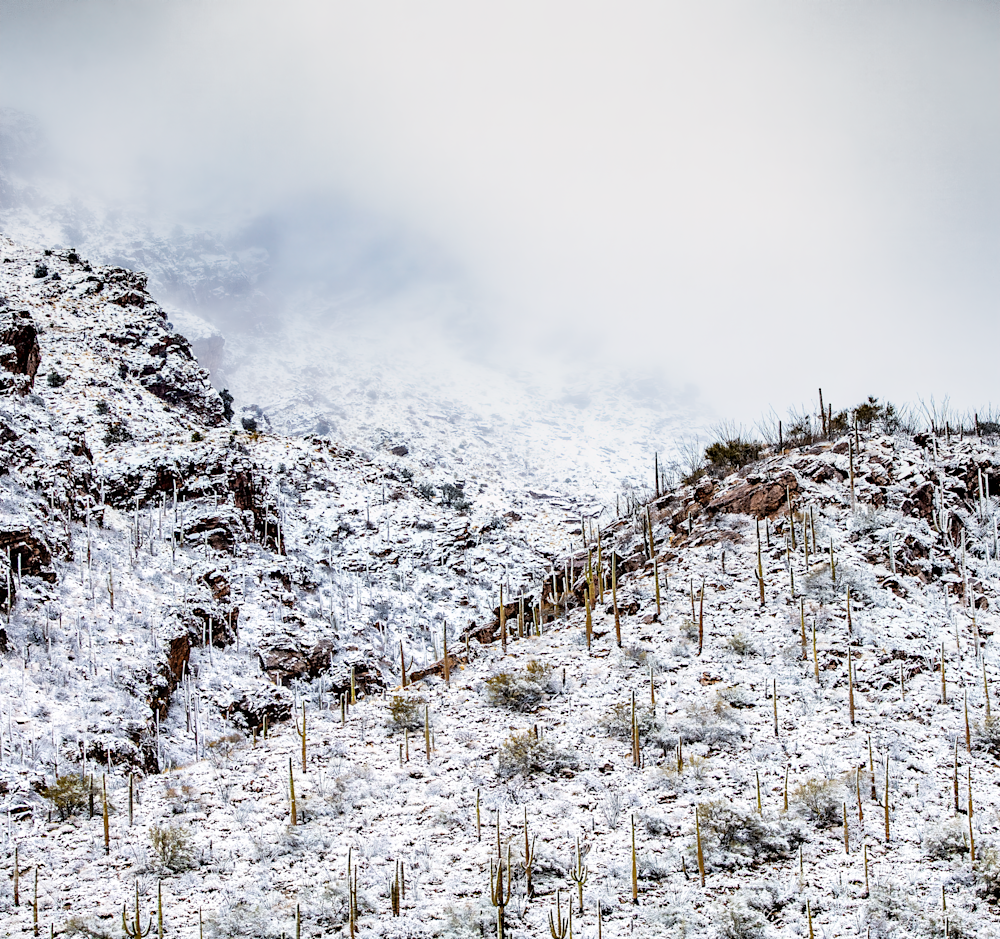Snow Blanket Beauty Art | JRootGallery.com