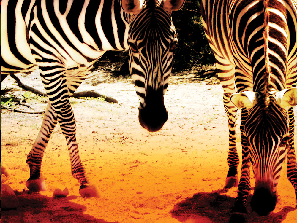 Twin Zebras