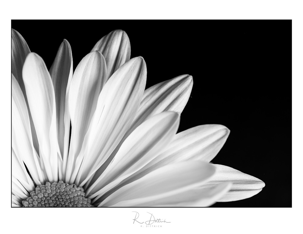 A black and white daisy print 