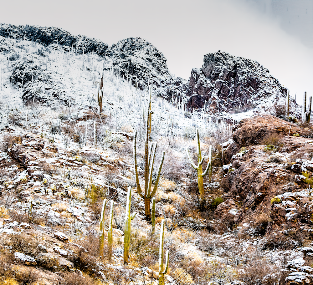 Snowy Saguaros  Art | JRootGallery.com