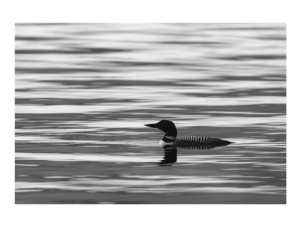 Black and White Print of a Loon 