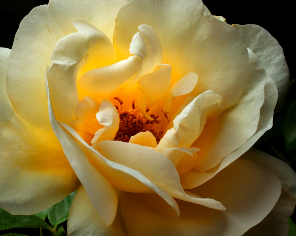 Yellow Rose Photography Art | Rick Gardner Photography