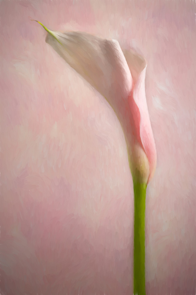 Painterly pink and cream calla lily portrait