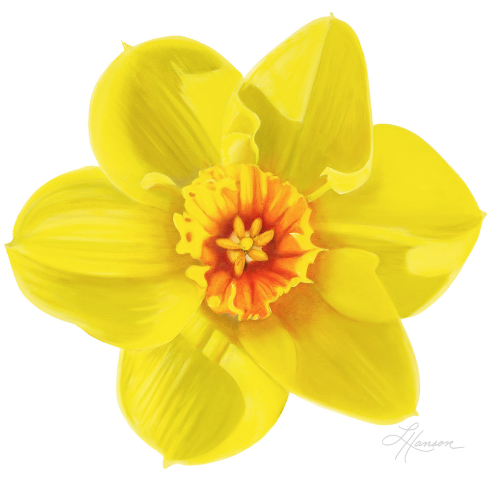 Daffodil  Art | Leanne Hanson Art