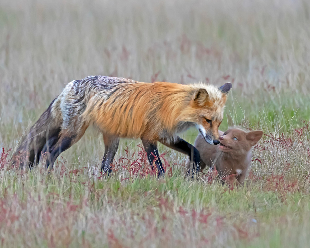 Dad Fox and Kit, Janet Ogren Photography