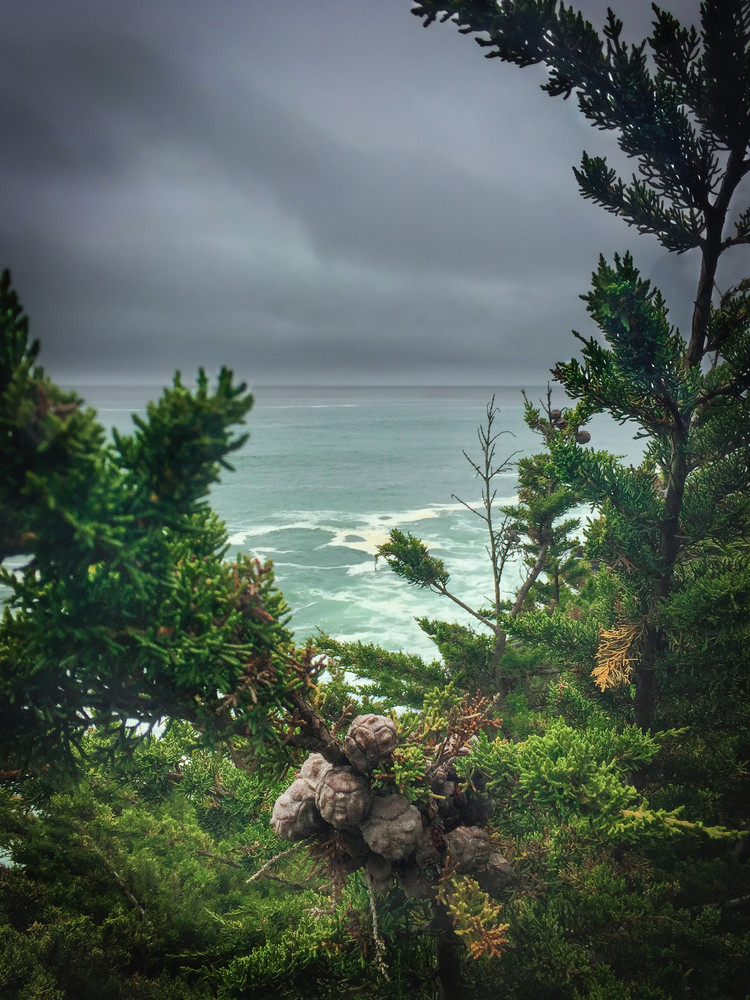Monterey Cypress branches and cones frame a vista of the Pacific Ocean at Gualala Point near the border of Mendocino and Sonoma Counties, California.
