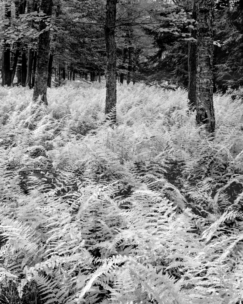 Ferns In Autumn White Blanket Promised Land State Park Photography Art | Robert Vielee Photography