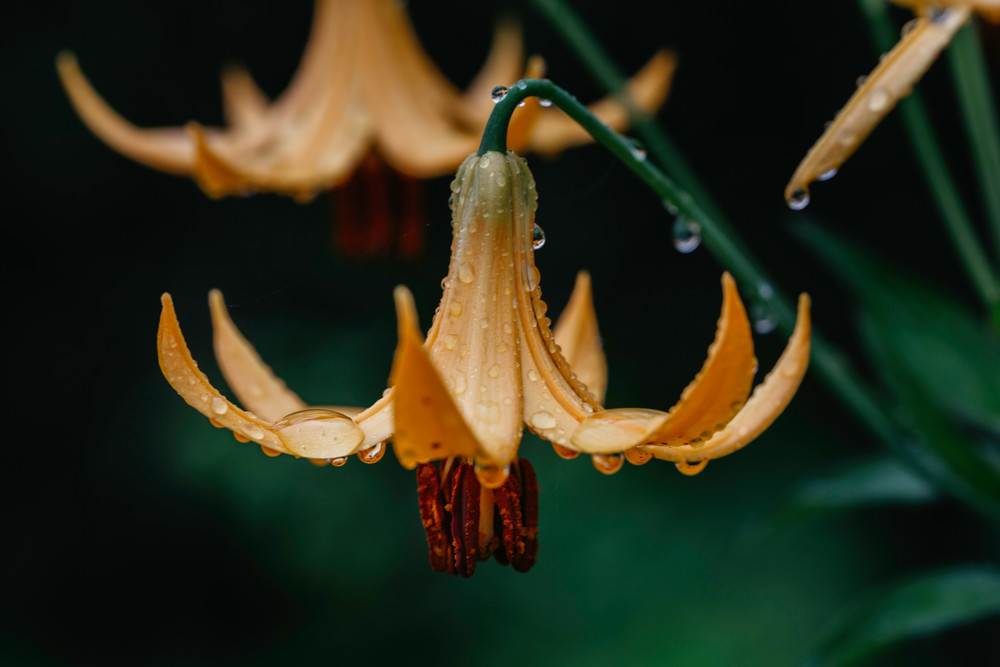 Canada Lily Blooms Photography Art | Nathan Larson Photography