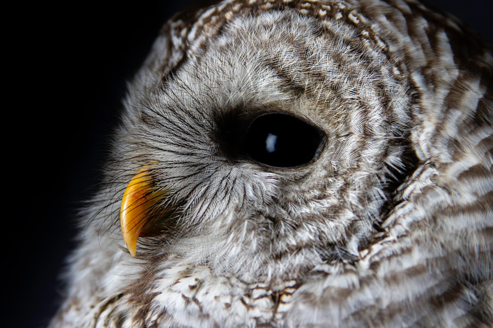 Owl Portrait Photography Art | Nathan Larson Photography