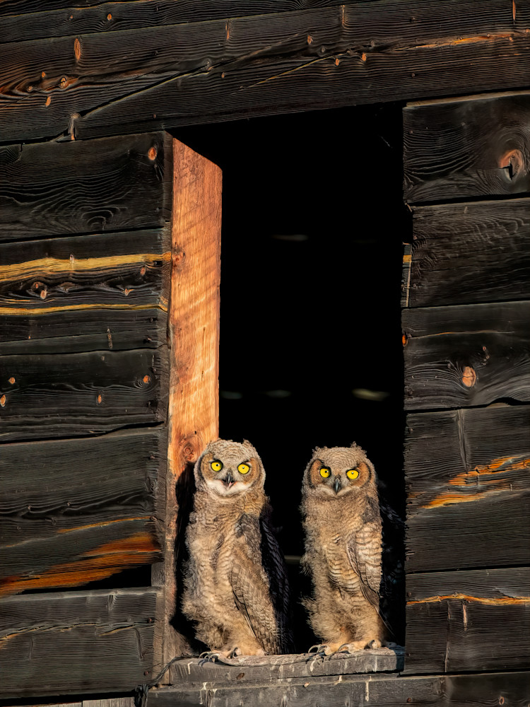An Owl Fledgling Parliament Art | Keith Taylor Photography