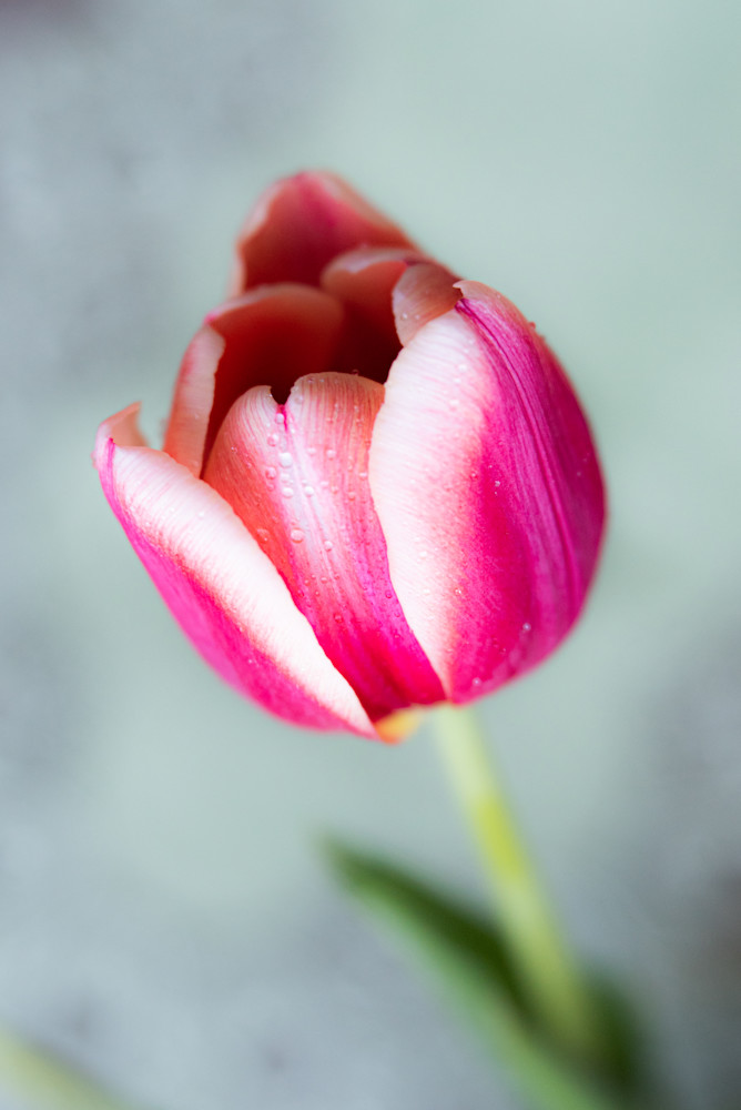 Callas Suns Daffodills Finals 0593 Photography Art | brubakerfineartphotography