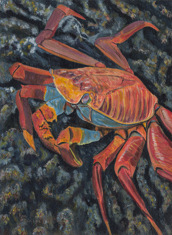 #119, Galapagos Crab Art | Ron Stansel Inc dba RonStanselArt.com