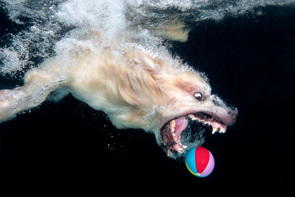 Golden Reriever Diving After Colored Ball 83 A7863 Photography Art | Clemens Vanderwerf Photography