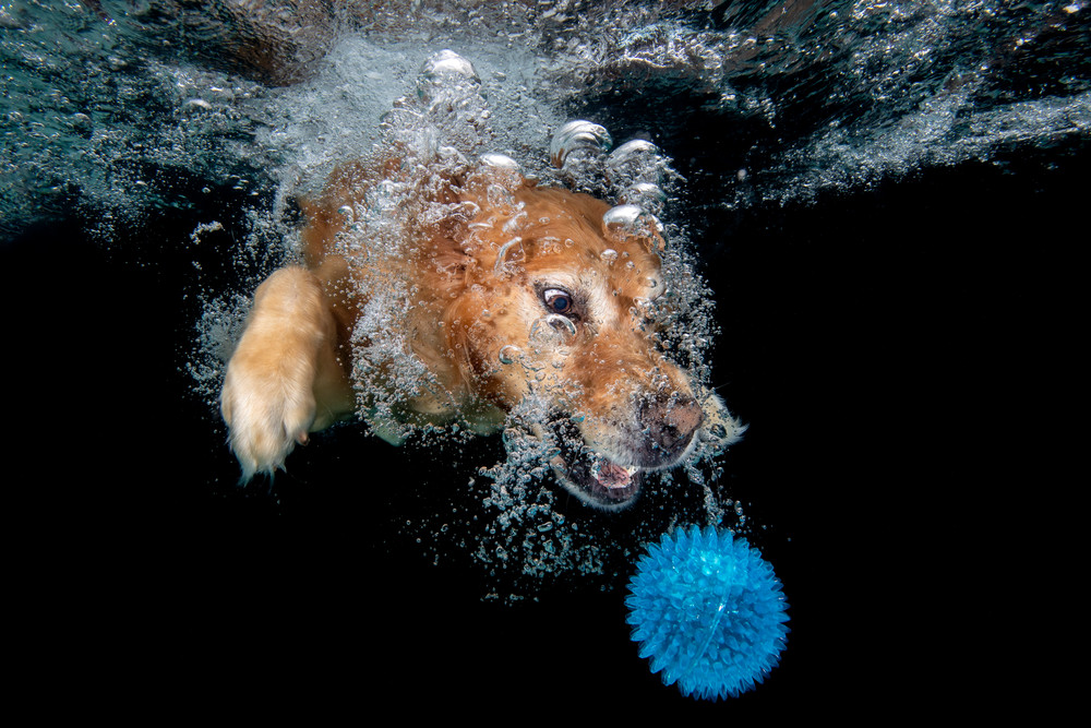 Golden Retriever Looking At Blue Ball Underwater 83 A8792 Photography Art | Clemens Vanderwerf Photography