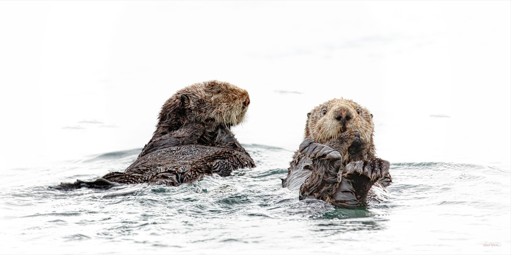 Spinning Time   Sea Otters 4004 High Key Photography Art | Koral Martin Fine Art Photography