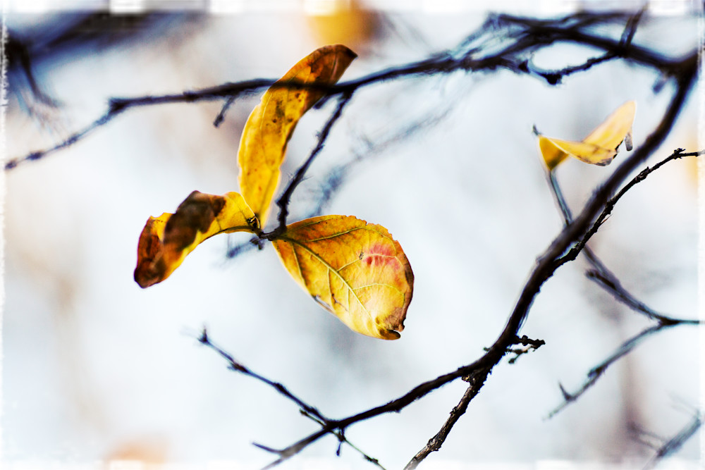 Cold Leaf Photography Art | TERESA BERG PHOTOGRAPHY