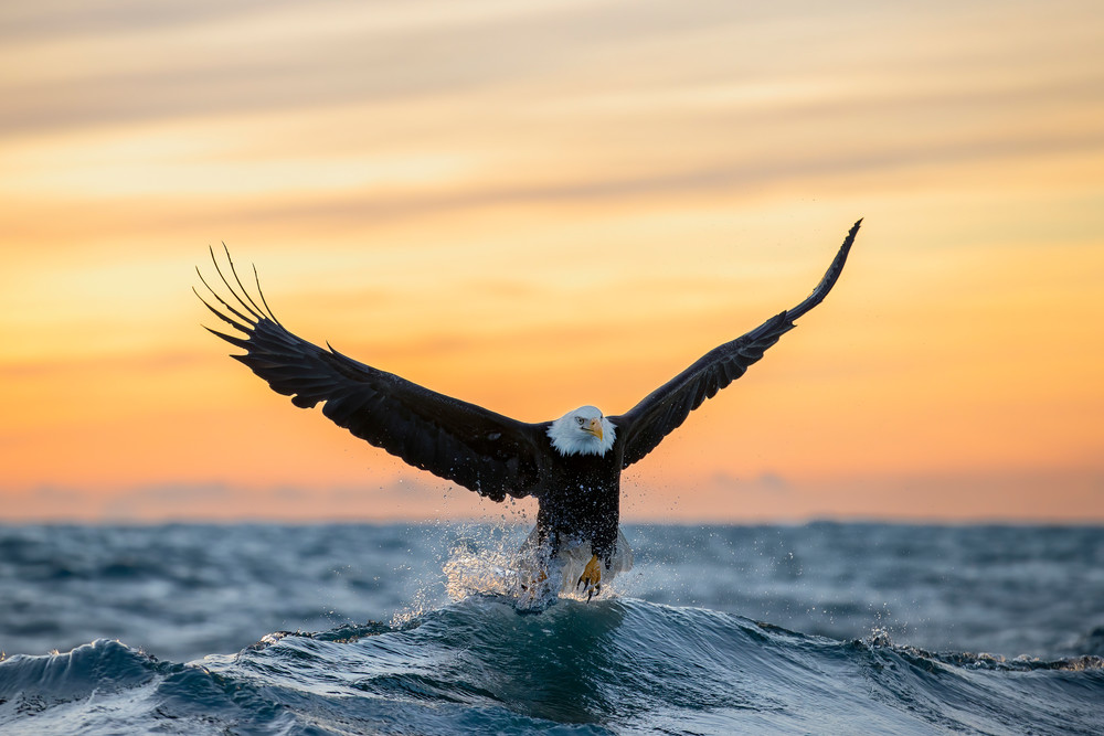 Bald Eagle Cresting Wave At Sunset95 I1193 Kachemak Bay Kenai Peninsula Ak Usa Photography Art | Clemens Vanderwerf Photography