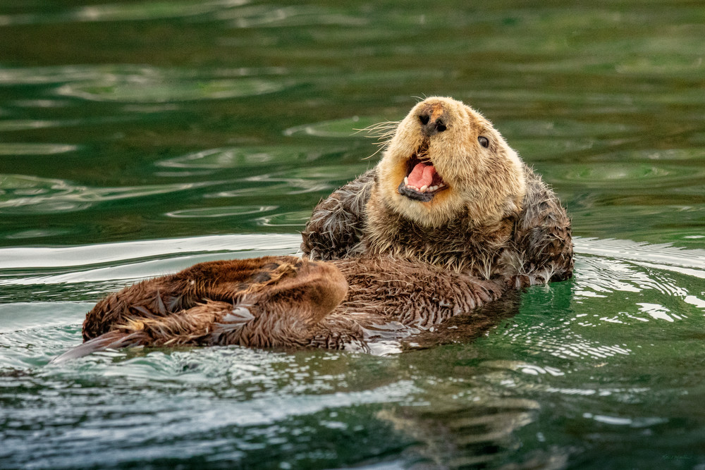 Life Is Good    Laughing Sea Otter    Kachemak Bay 4846 Photography Art | Koral Martin Fine Art Photography