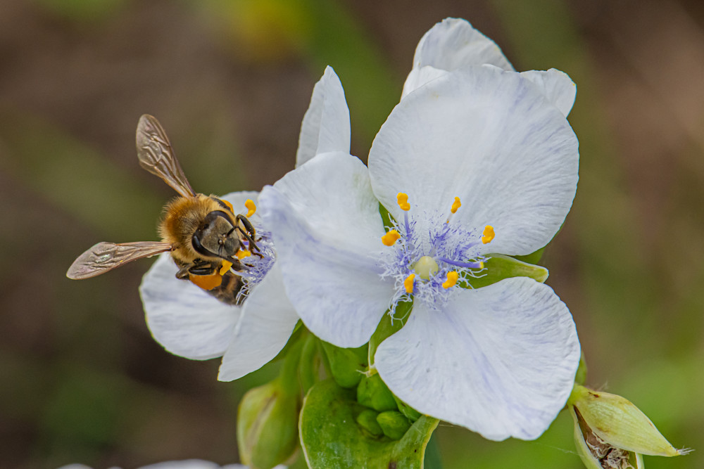 Honey Bee On White Spiderwort Photography Art | Justin Parker Nature Photography