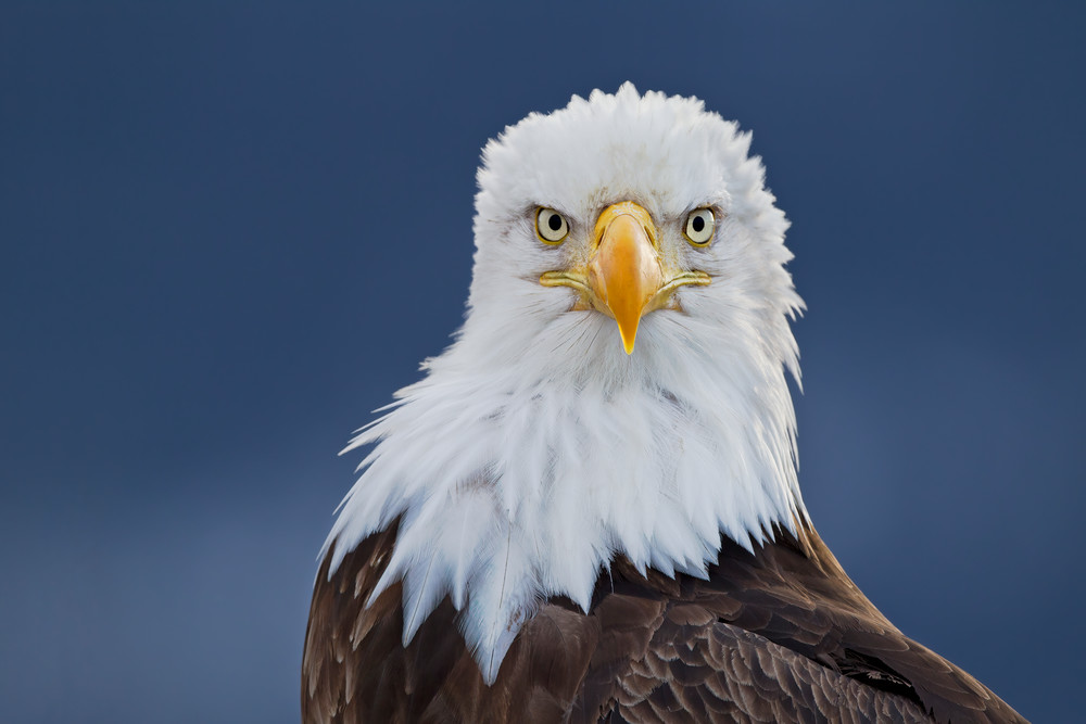 Bald Eagle Portrait Down The Barrel M7 E1128 Homer Ak Photography Art | Clemens Vanderwerf Photography