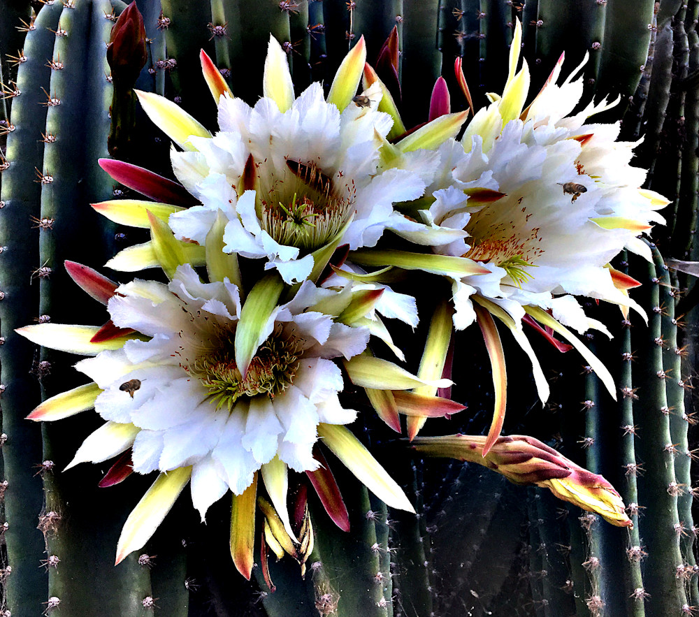 Cactus Flower Photography Art | Outwater Productions