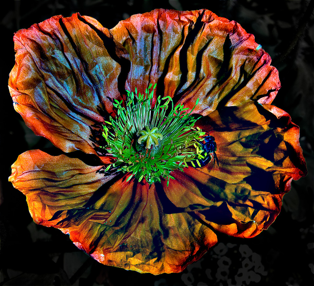 Orange Poppy Photography Art | Outwater Productions