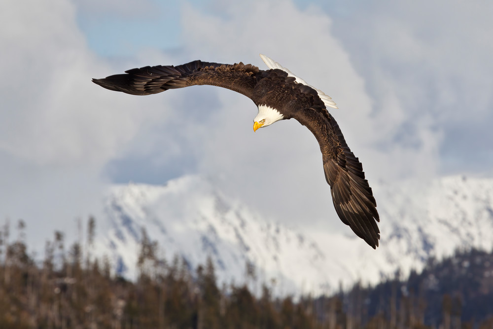 Bald Eagle Top View With Mountain Bkgd Nik Filters E07 G6510 Homer Ak Photography Art | Clemens Vanderwerf Photography