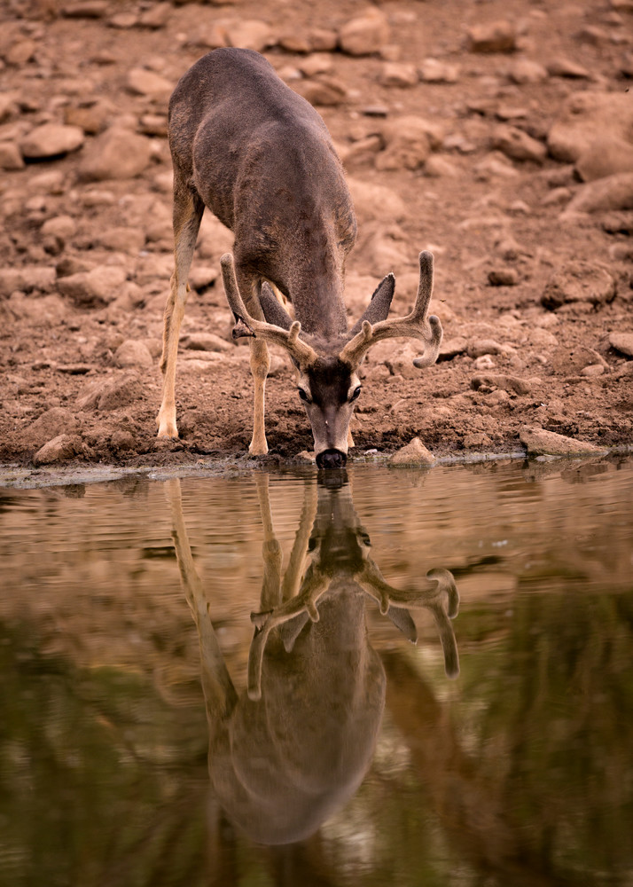 Mule Deer Reflection - Wildlife Wall Art | Thomas Watkins Photography
