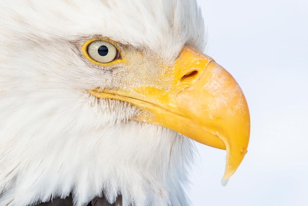 Bald Eagle Eye Ball A3 I9462 Kachemak Bay Kenai Peninsula Ak Usa Photography Art | Clemens Vanderwerf Photography