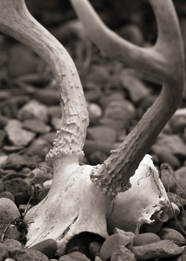 Buck Skull - Wildlife Wall Art | Thomas Watkins Photography