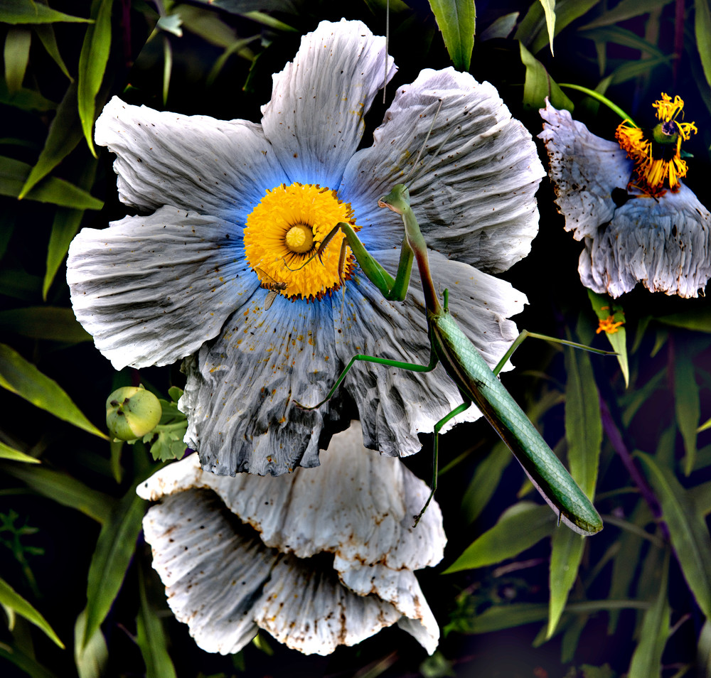 Icelandic Poppy Mantis Photography Art | Outwater Productions