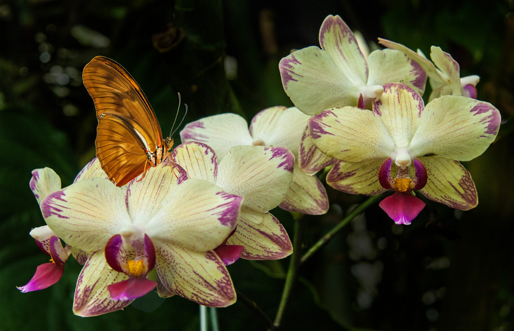 Orchids Cream Purple Photography Art | Outwater Productions