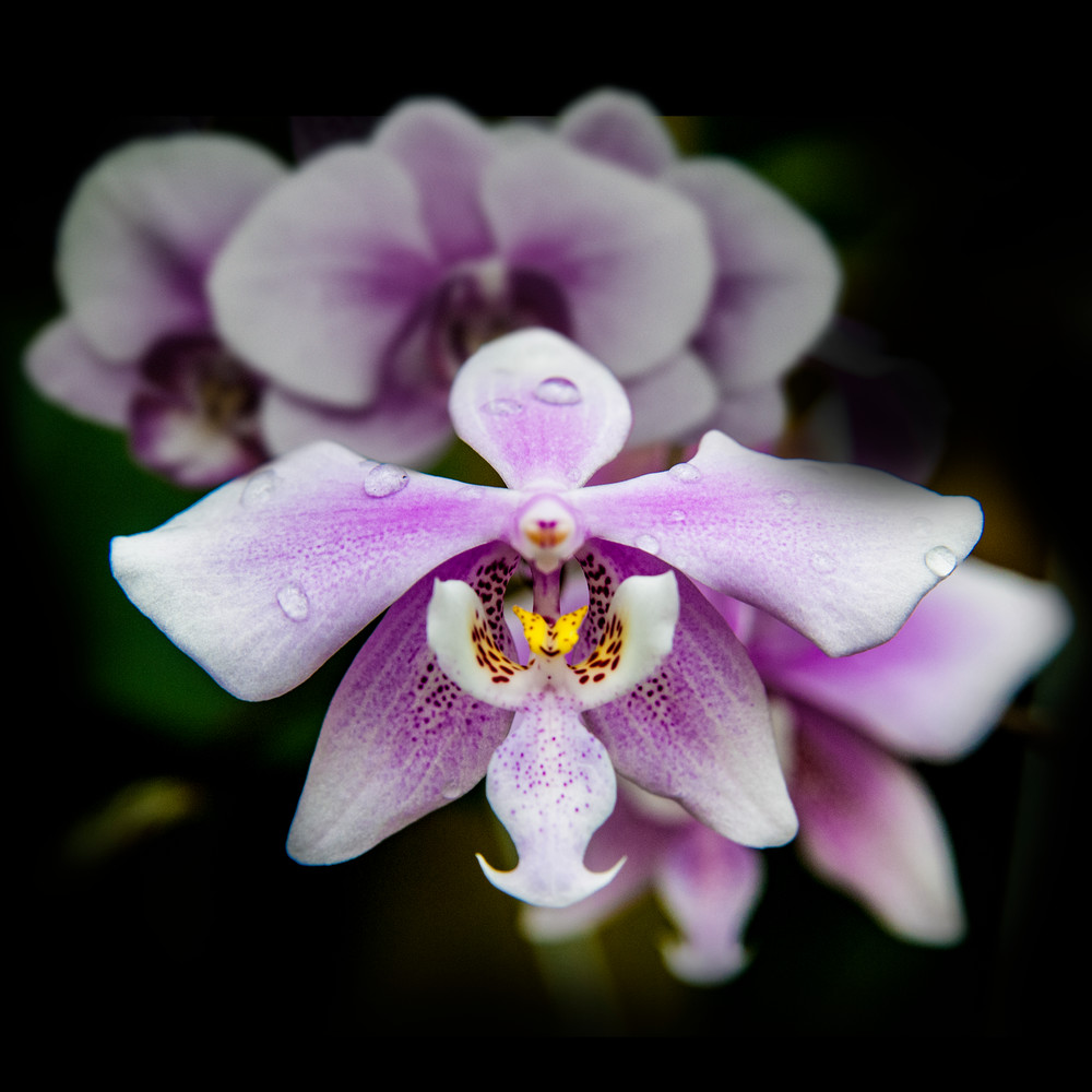 Orchids Photography Art | Outwater Productions