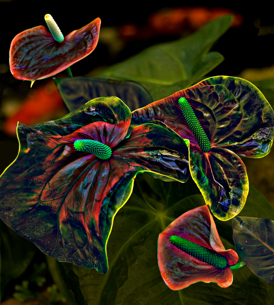 Red Anthurium Photography Art | Outwater Productions