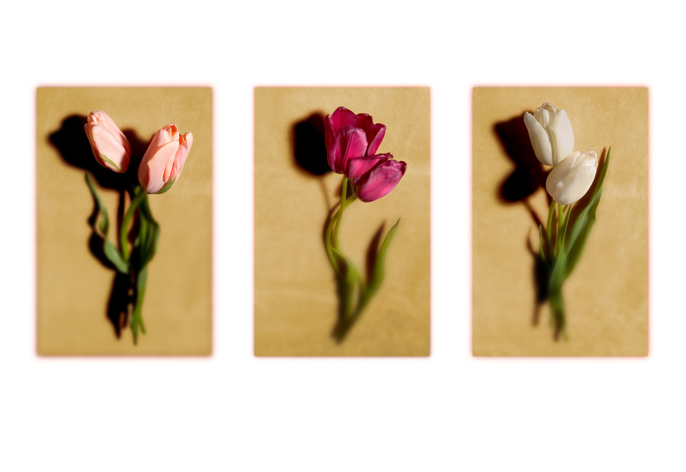 Tulip Print Photography Art | Outwater Productions