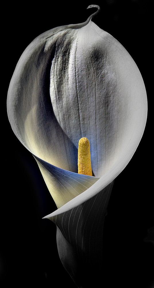  Cala Lily 2 Photography Art | Outwater Productions